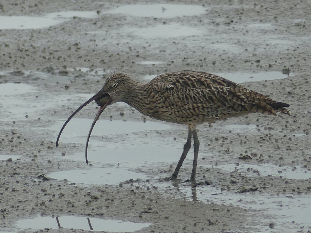 Far Eastern Curlew - ML620692967