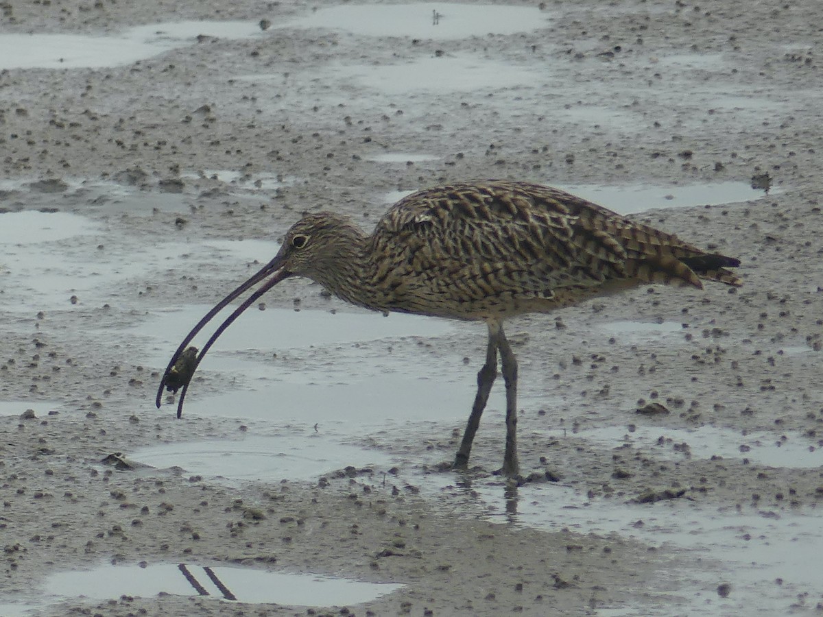 Far Eastern Curlew - ML620692968