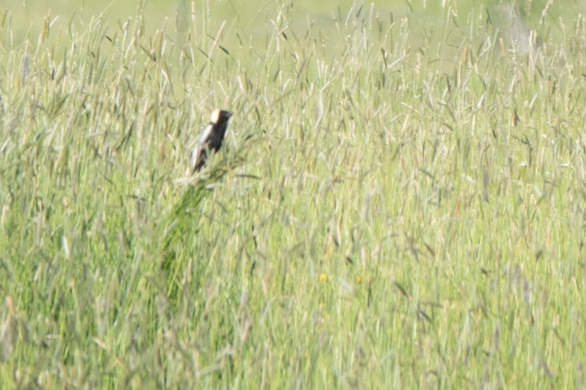 bobolink americký - ML620692971