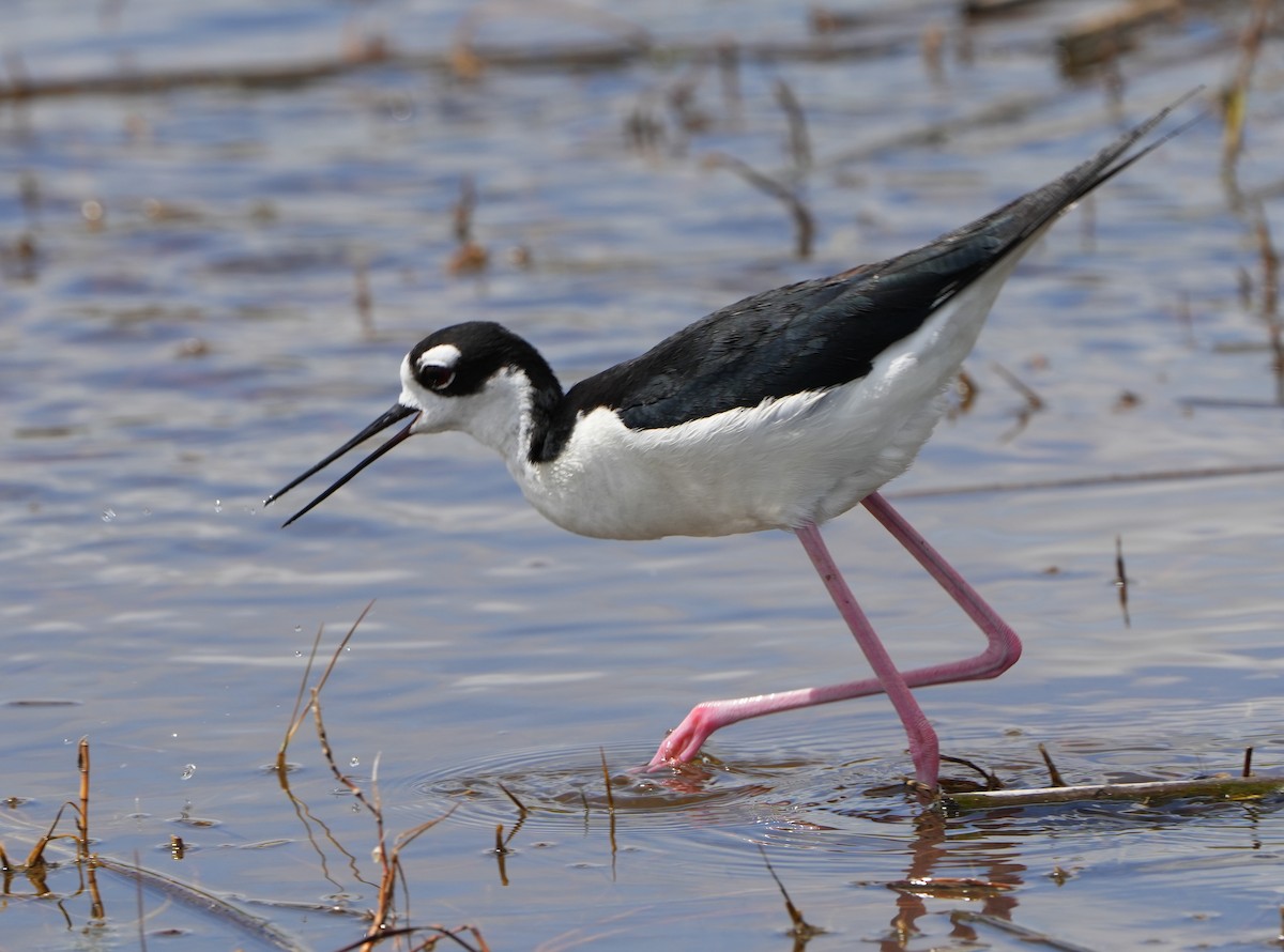 Black-necked Stilt - ML620692976