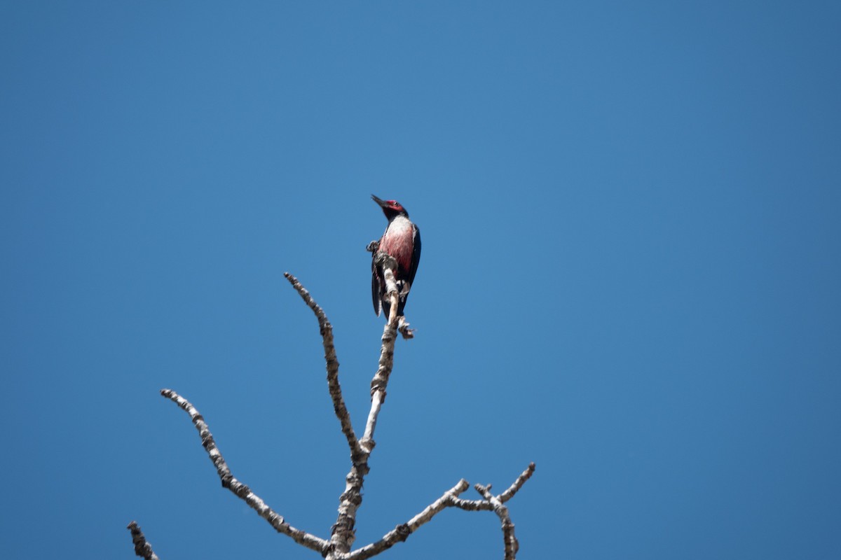 Lewis's Woodpecker - Brendan Burns