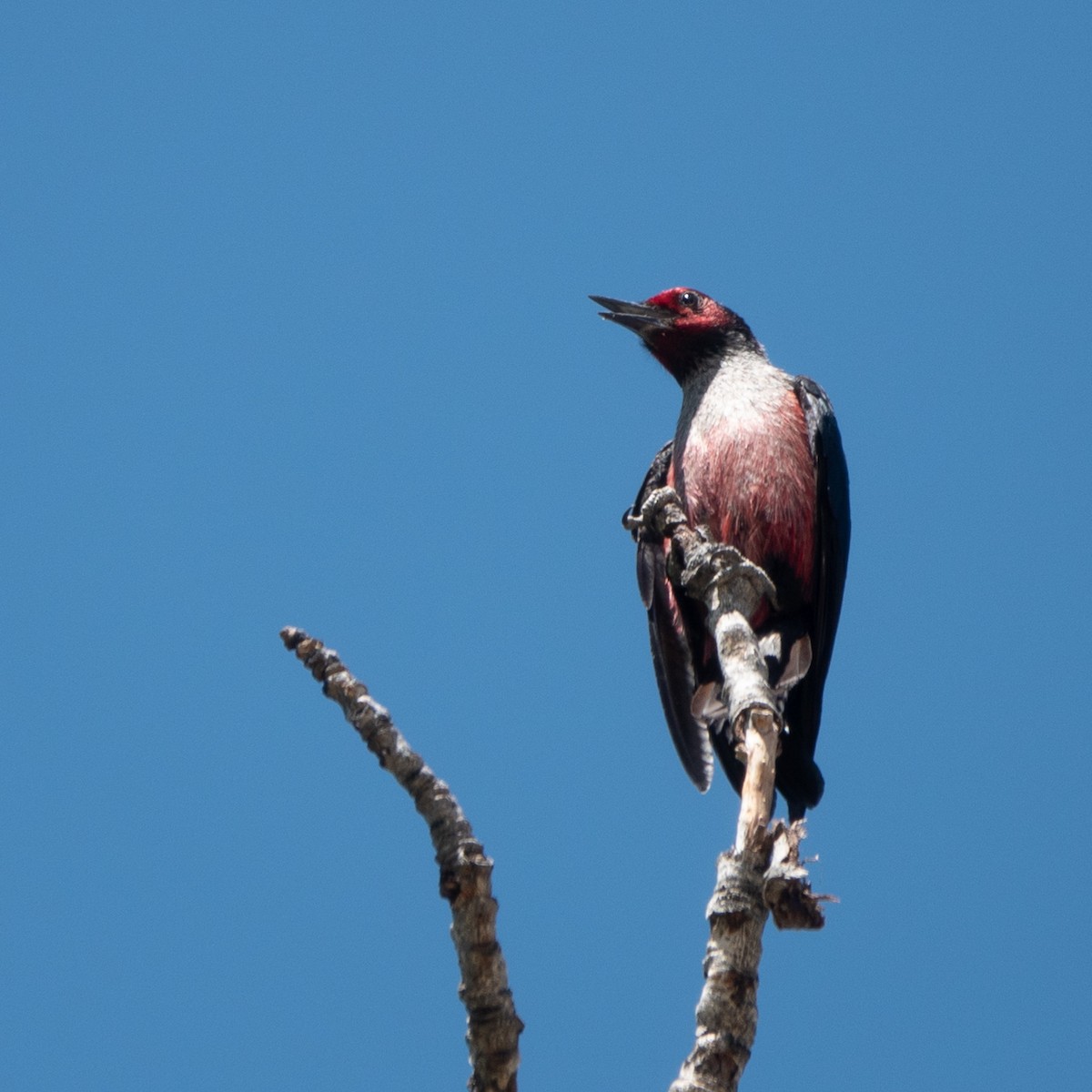 Lewis's Woodpecker - ML620692983