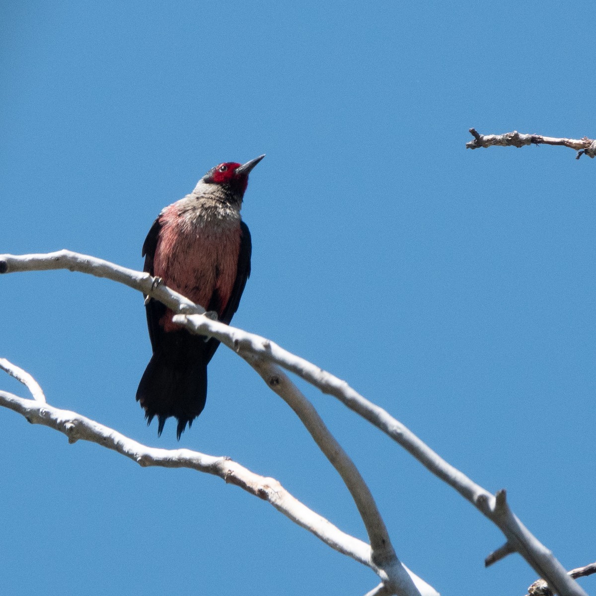 Lewis's Woodpecker - ML620692984