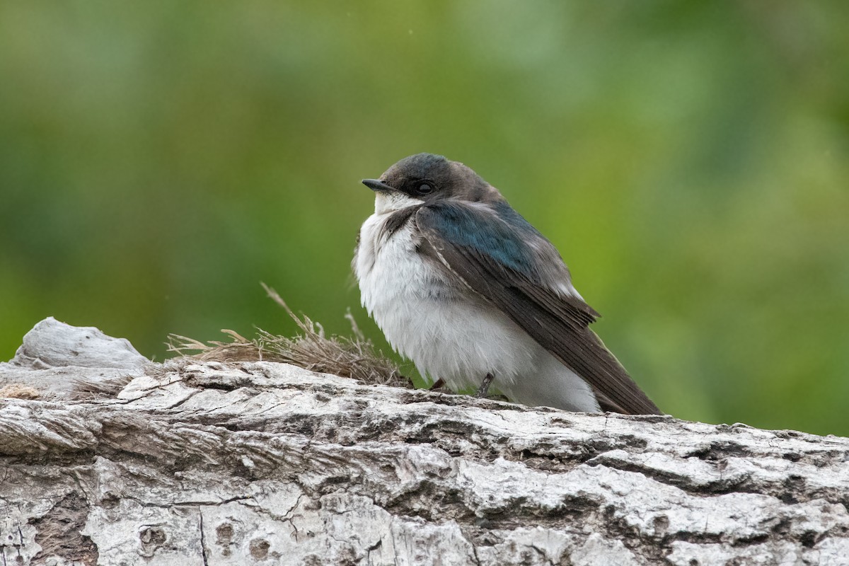 Tree Swallow - Levi Ashe