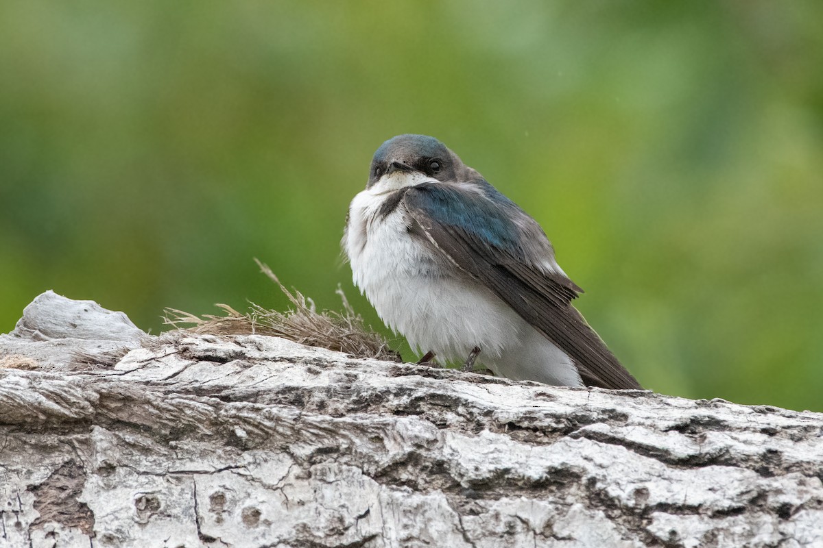 Golondrina Bicolor - ML620692986