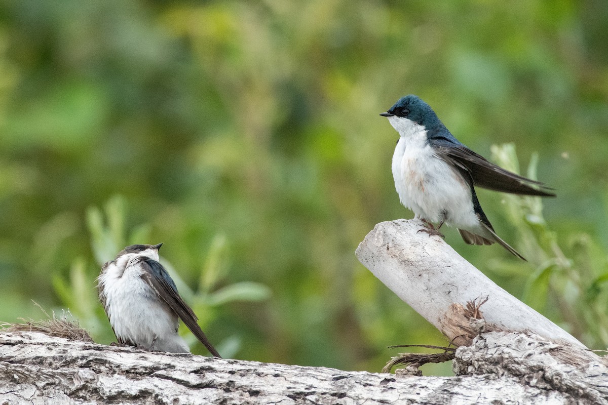 Golondrina Bicolor - ML620692990