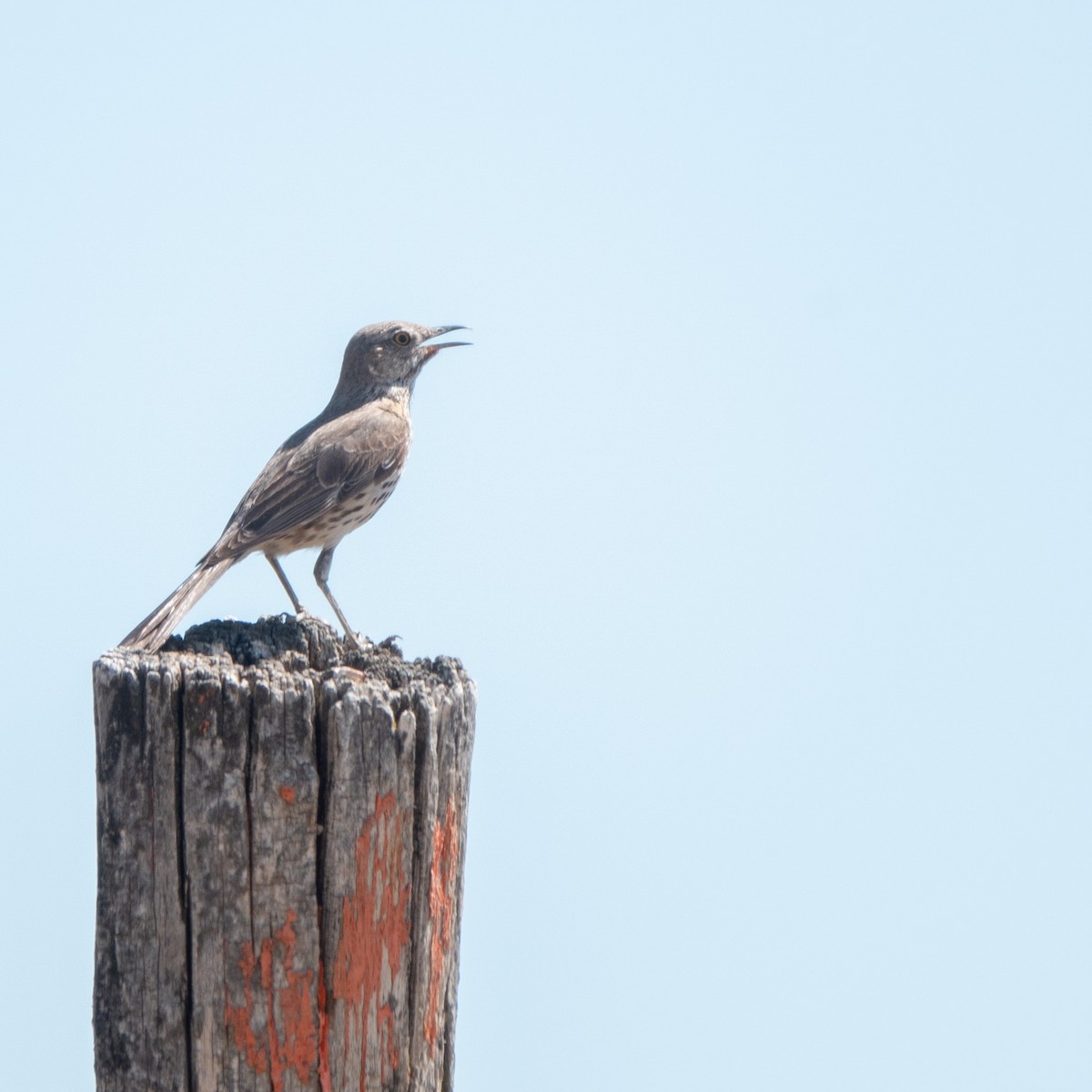 Sage Thrasher - ML620692992