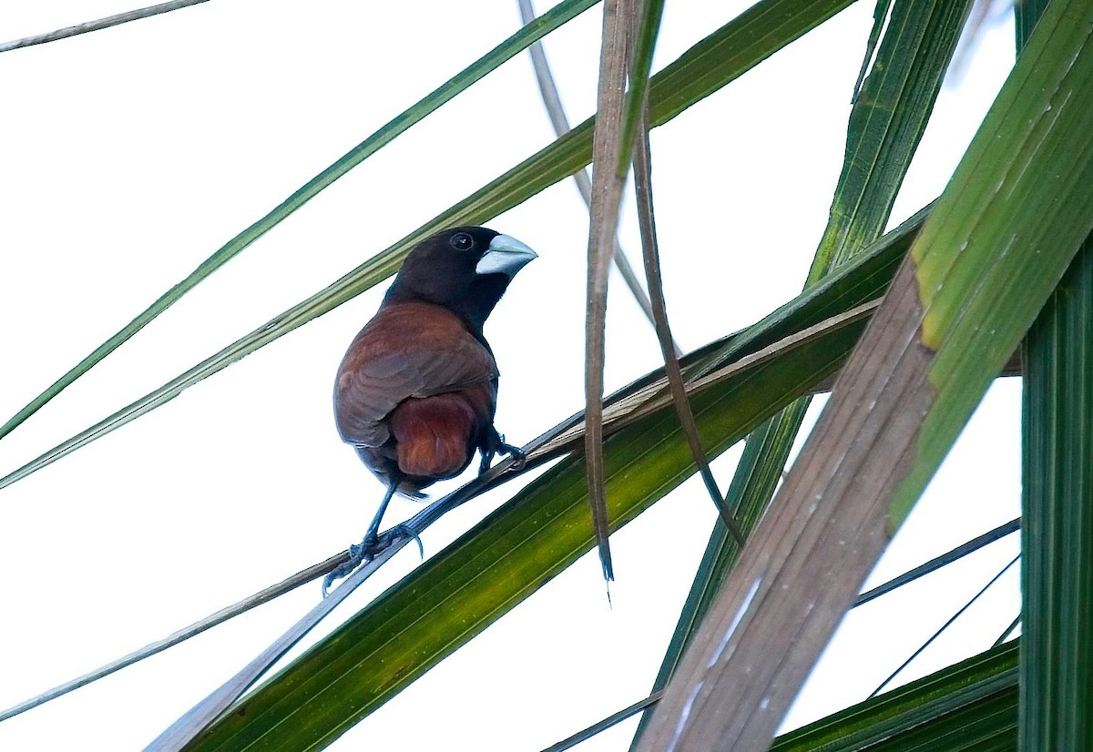 Chestnut Munia - ML620692995