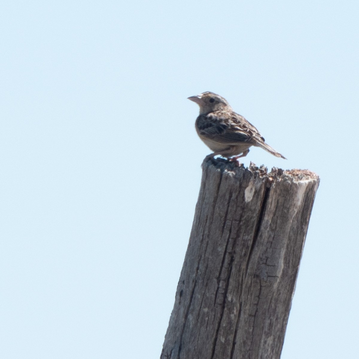 Grasshopper Sparrow - ML620692996