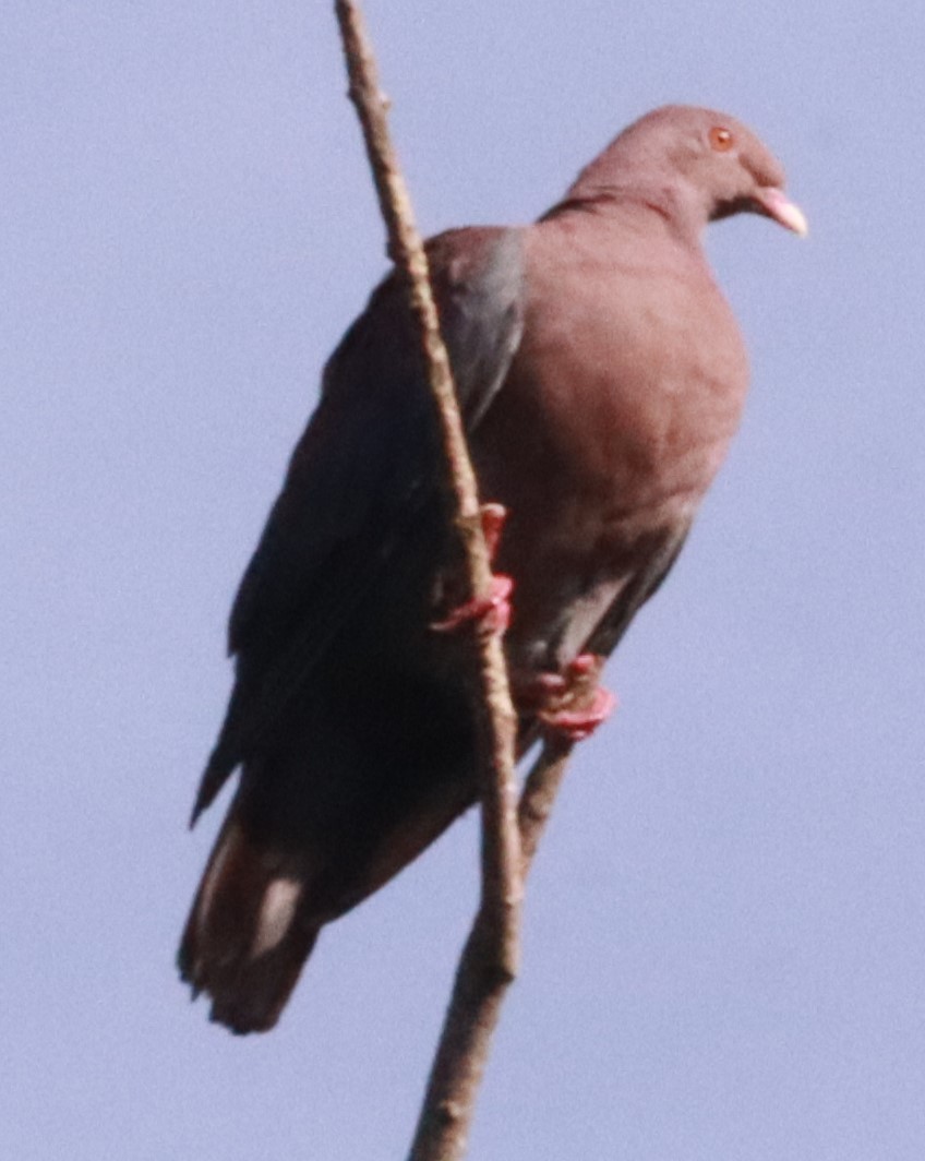 Pigeon à bec rouge - ML620693003