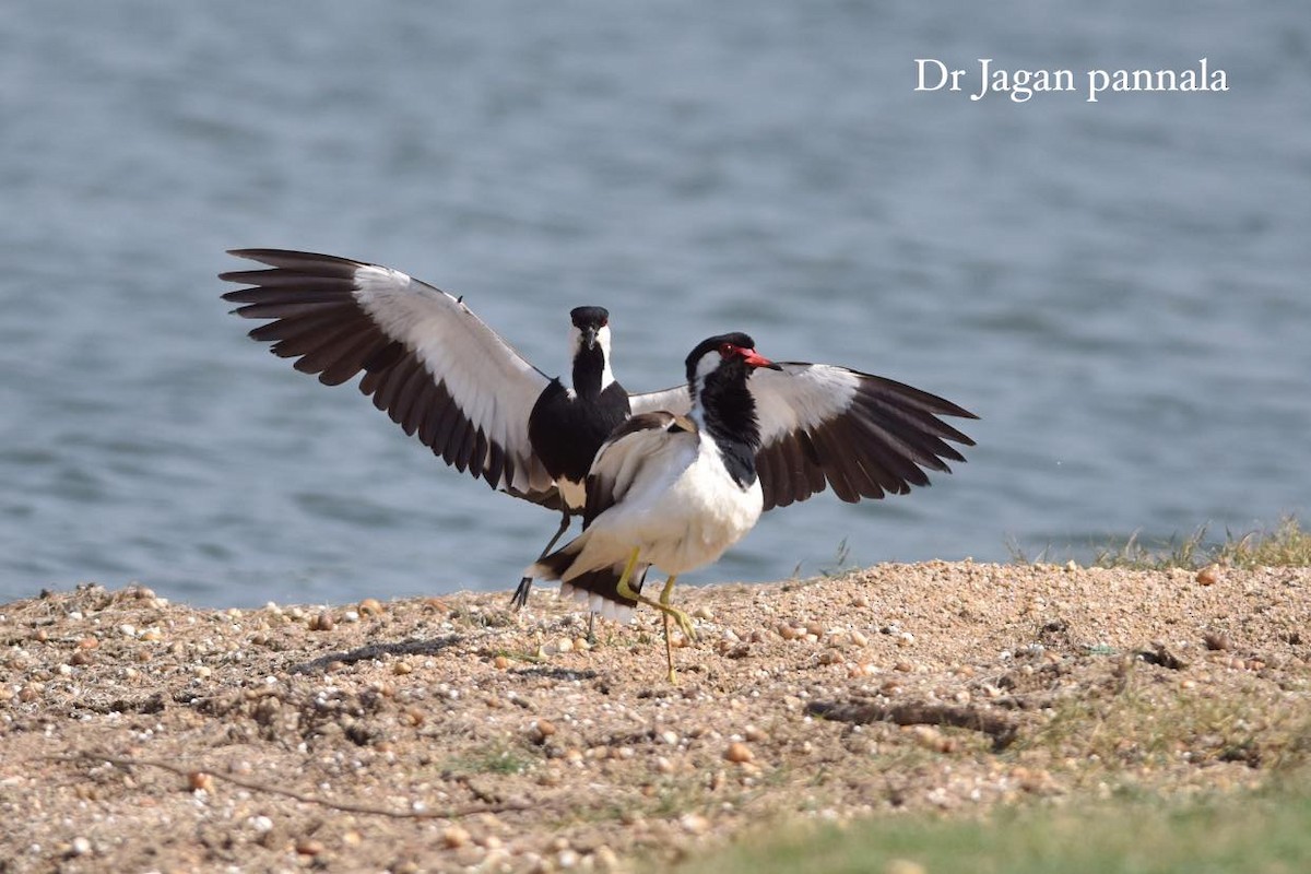 Spur-winged Lapwing - ML620693005