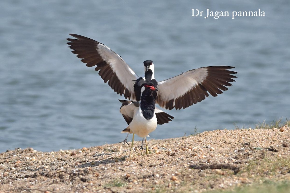 Spur-winged Lapwing - ML620693006