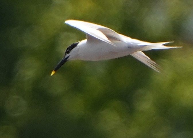 Sandwich Tern - ML620693008