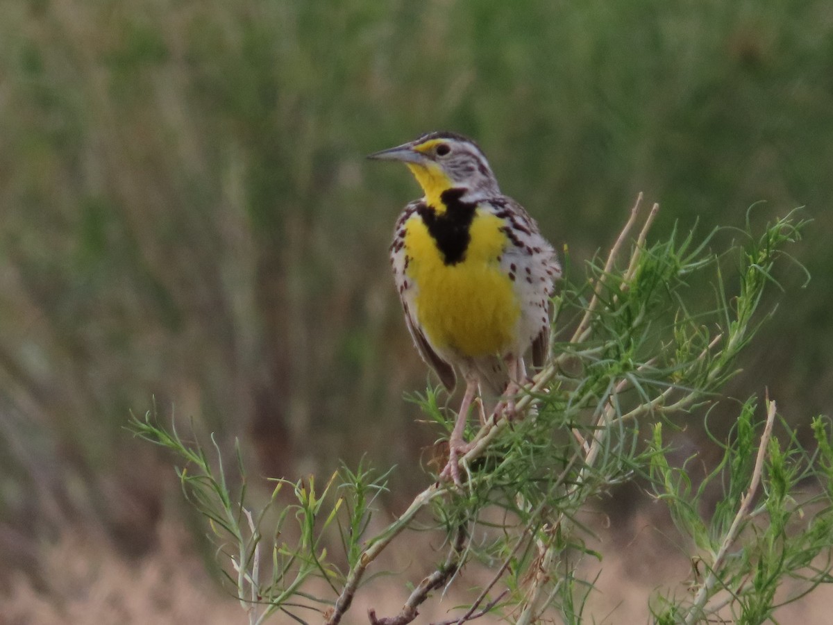 Western Meadowlark - ML620693009