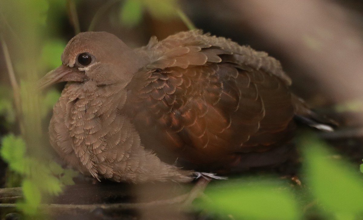 White-tipped Dove - ML620693015