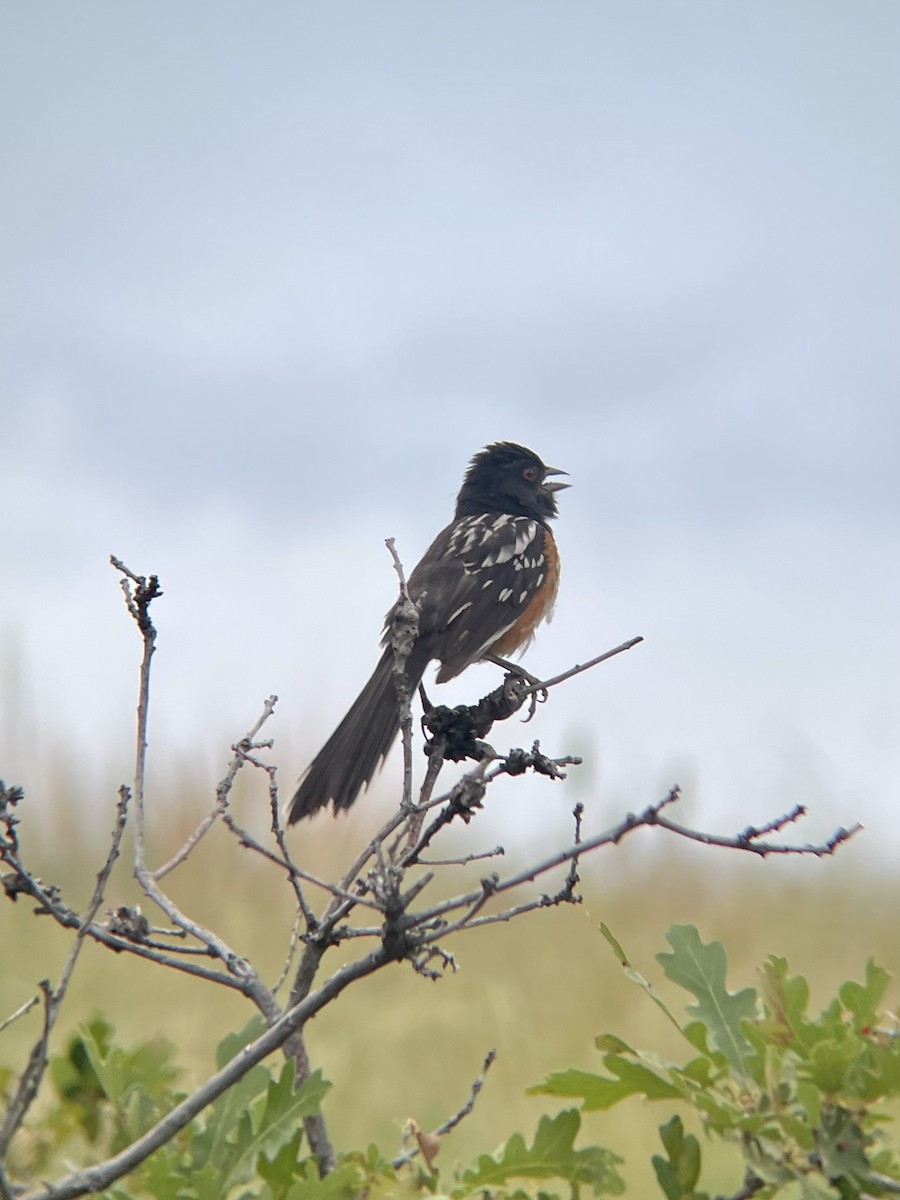 Spotted Towhee - ML620693019