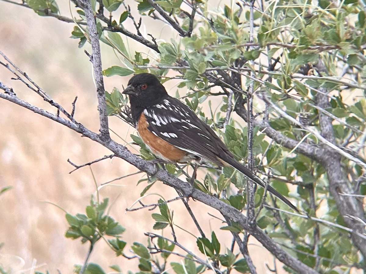 Spotted Towhee - ML620693020