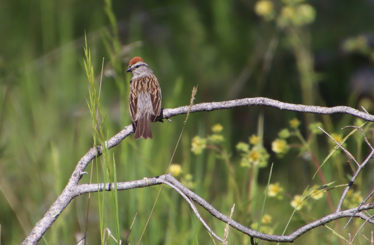 Chipping Sparrow - ML620693022