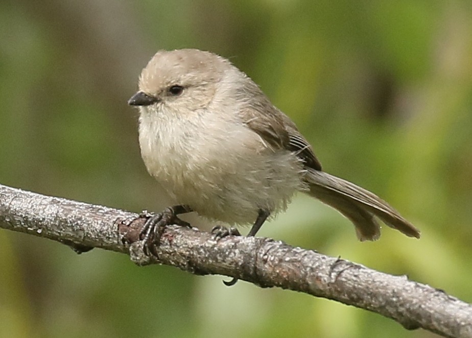 Bushtit - Debby Parker