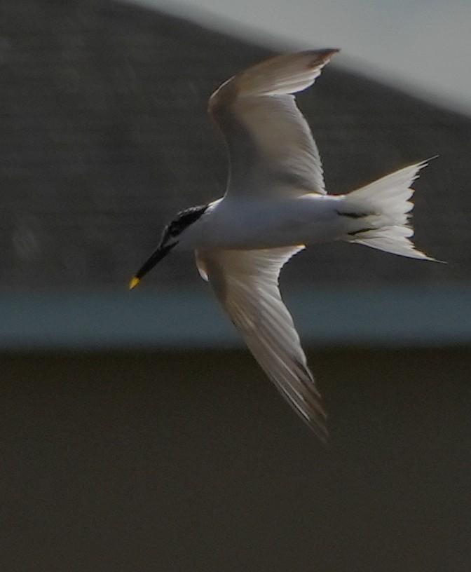 Sandwich Tern - ML620693028