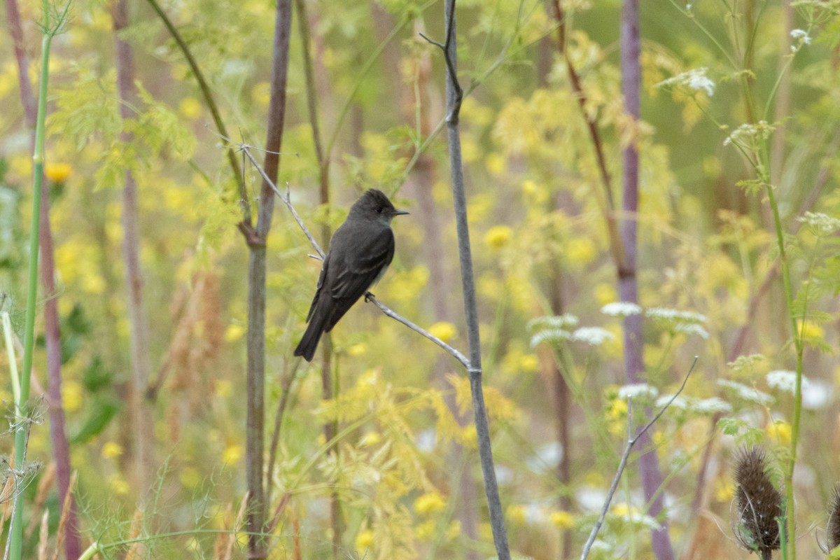 Western Wood-Pewee - ML620693029