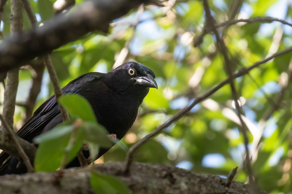 Common Grackle - ML620693033