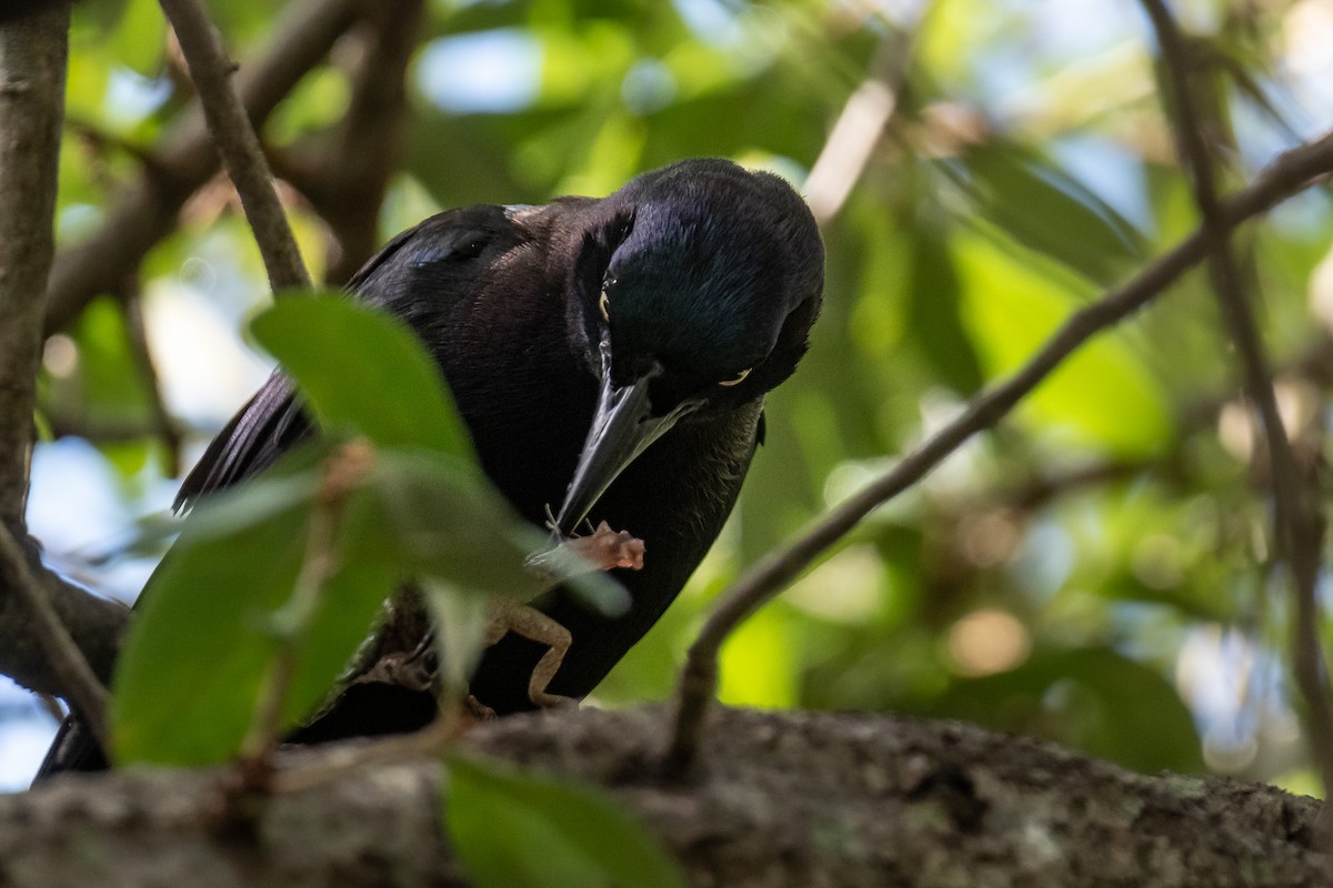 Common Grackle - ML620693036