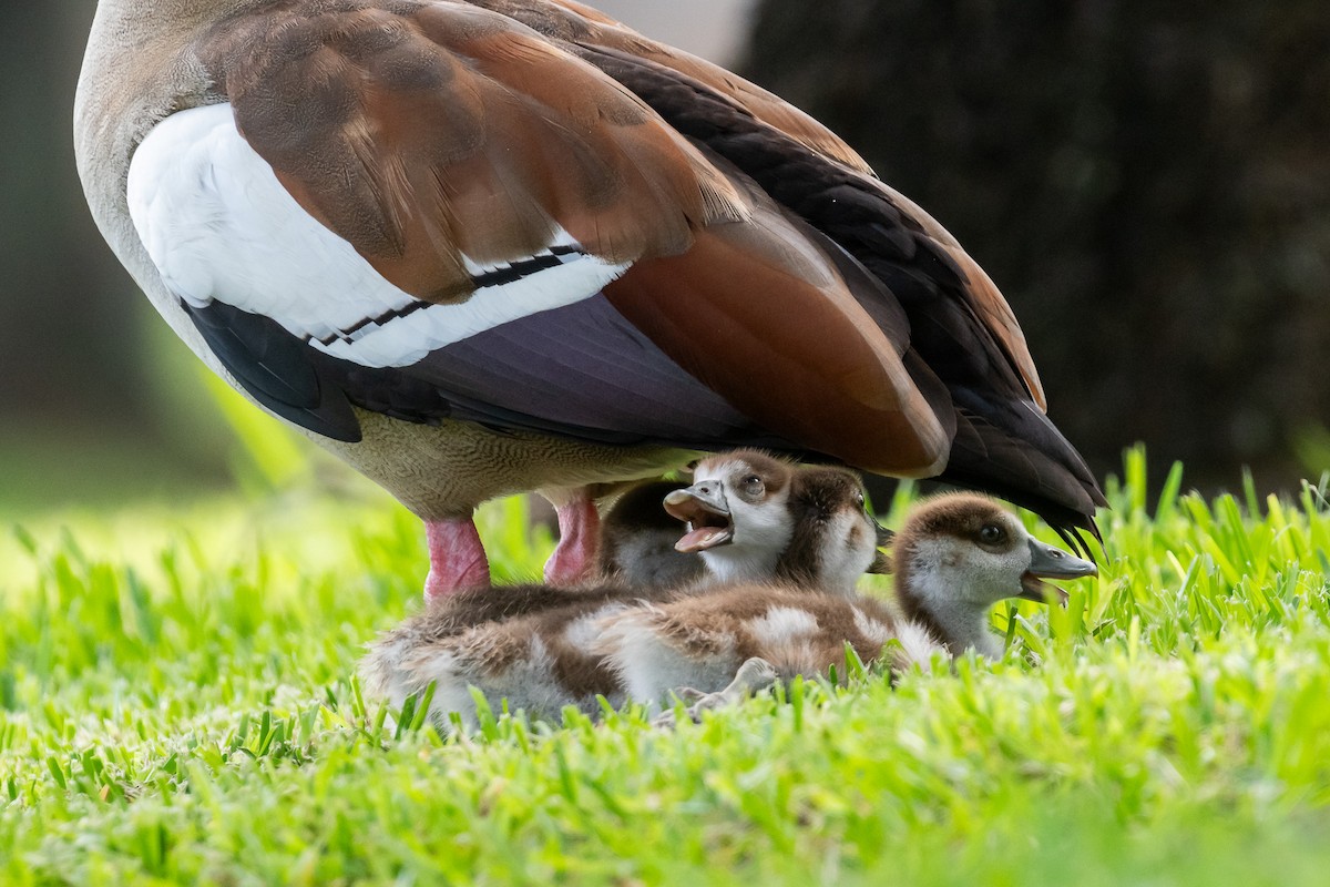 Egyptian Goose - ML620693041