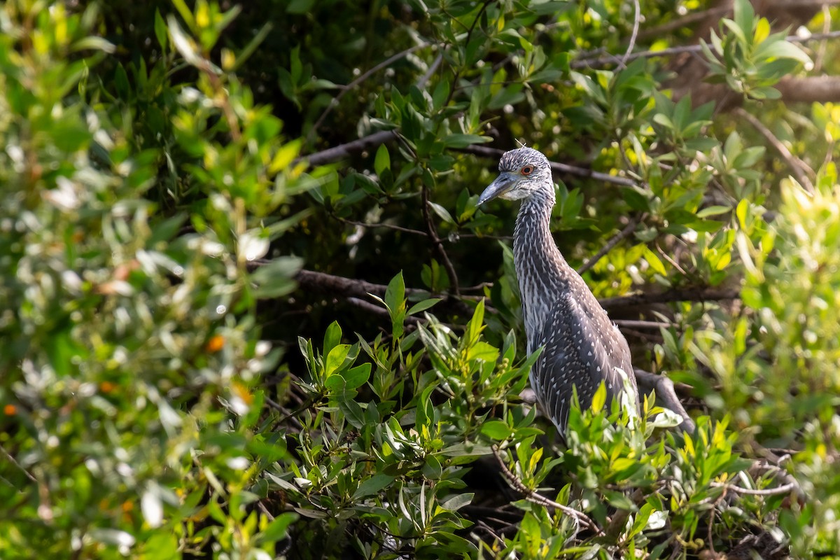 Black-crowned Night Heron - ML620693042