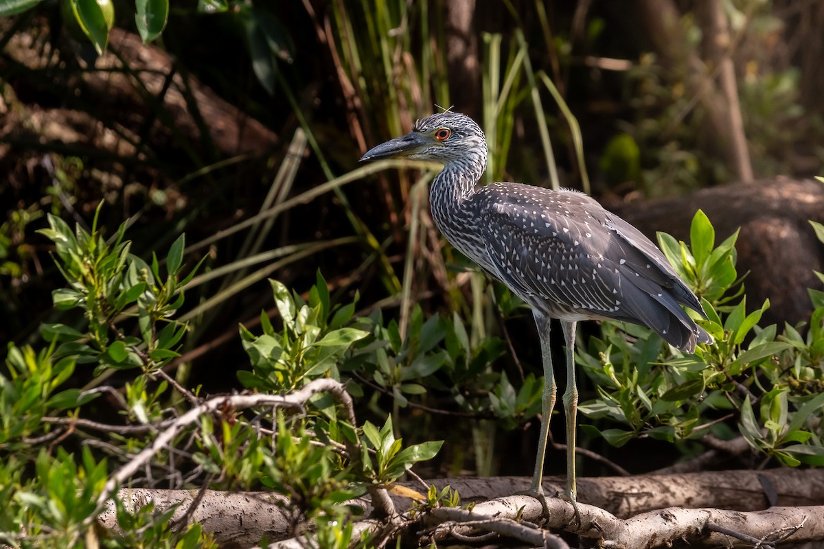 Black-crowned Night Heron - ML620693043