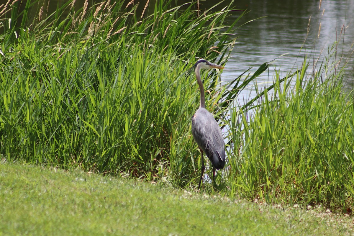 Great Blue Heron - ML620693044