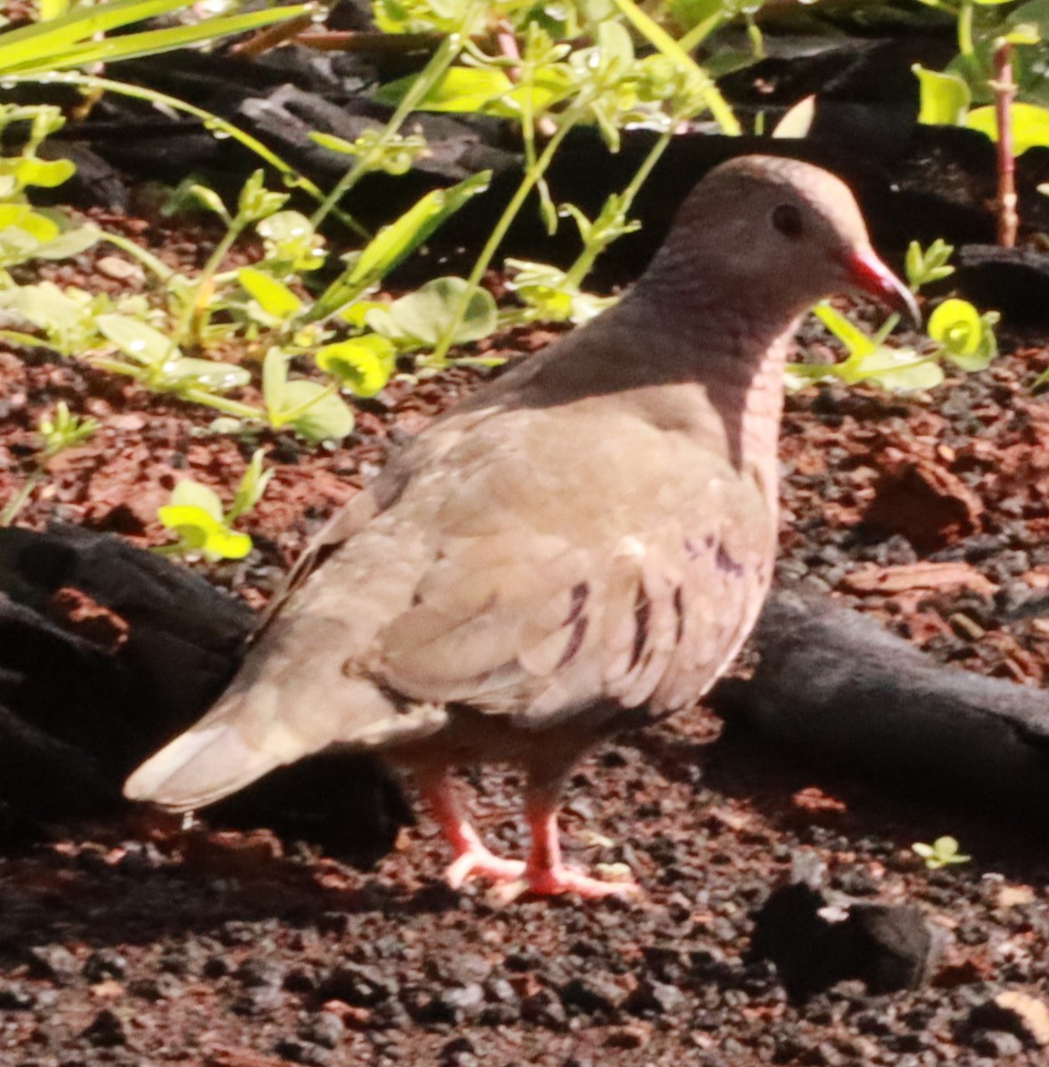 Common Ground Dove - ML620693045