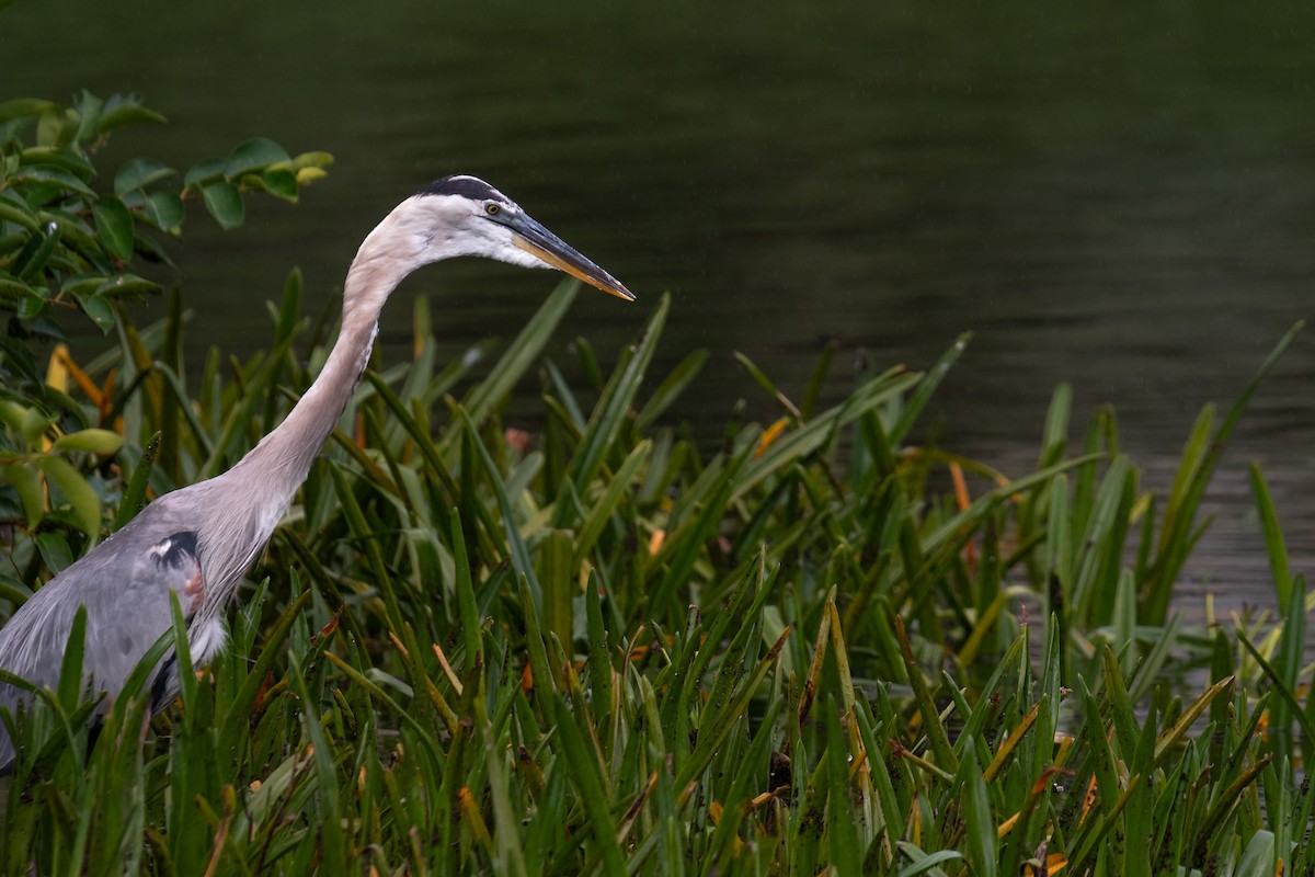 Great Blue Heron - ML620693046