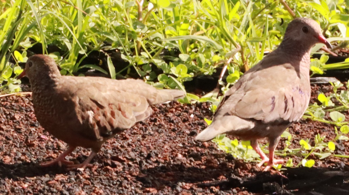 Common Ground Dove - ML620693048