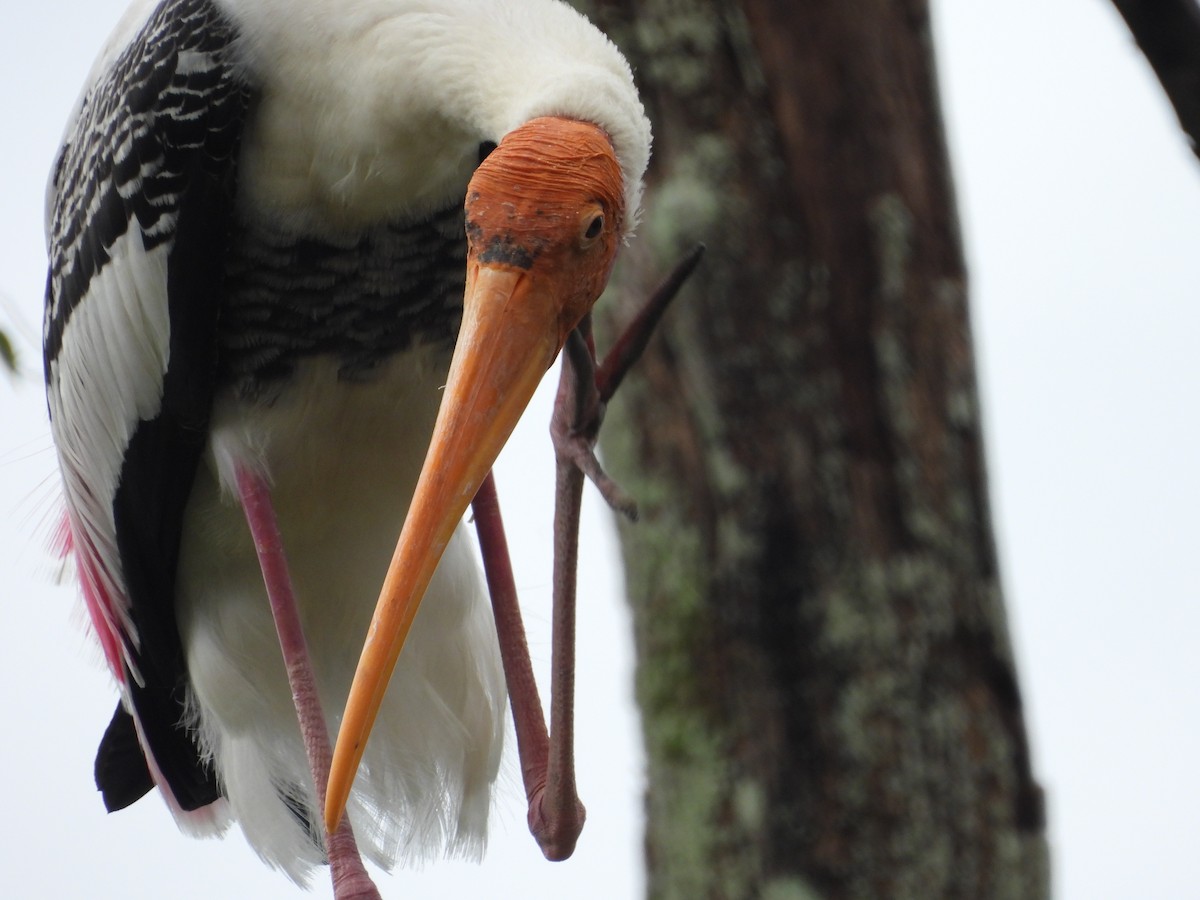 Painted Stork - Damian Gan Bo Hui