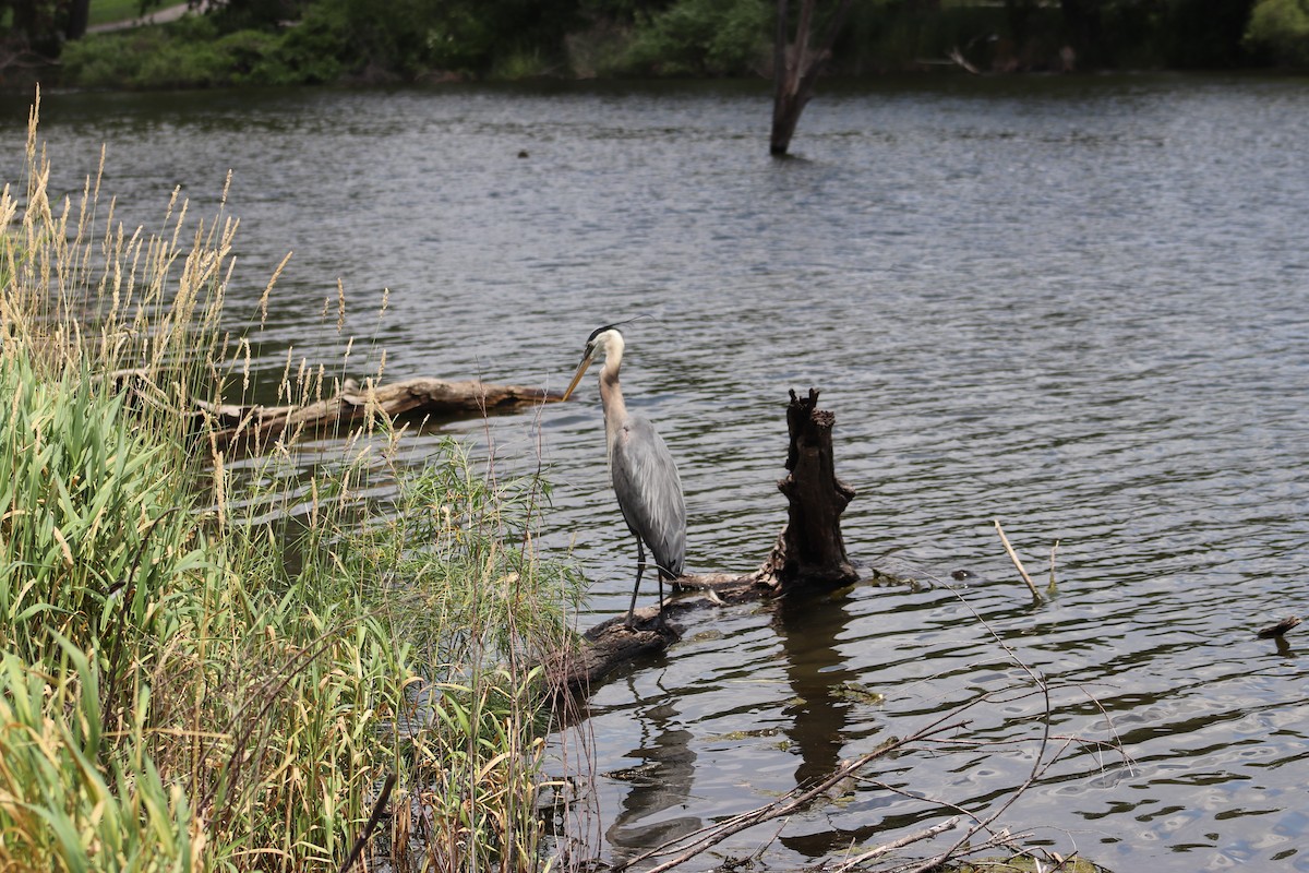 Great Blue Heron - ML620693051