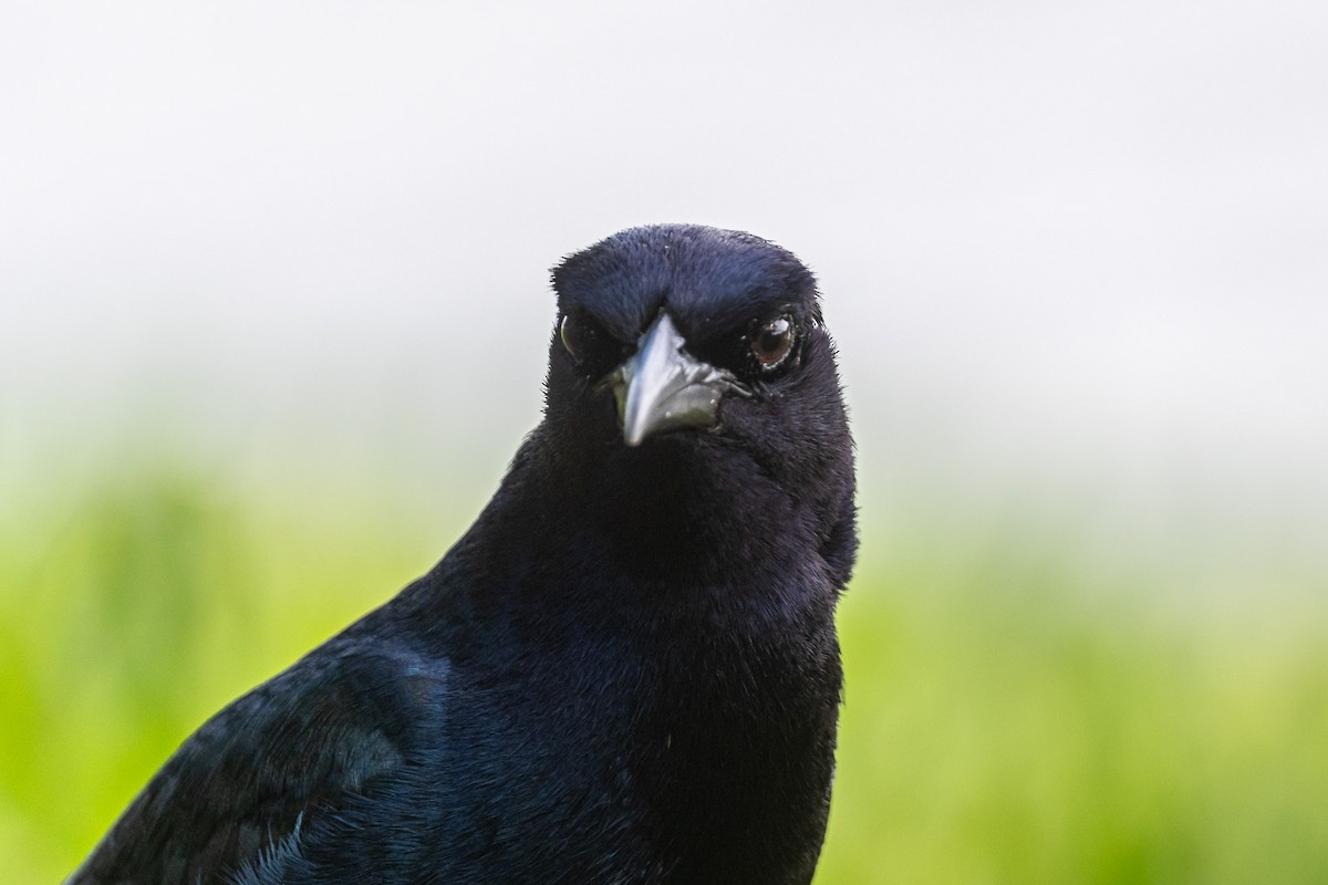 Boat-tailed Grackle - Pablo Ramos