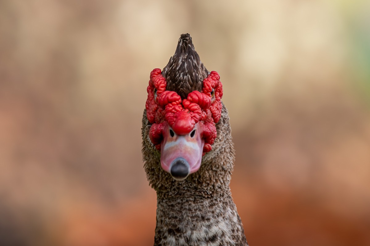 Muscovy Duck (Domestic type) - ML620693064