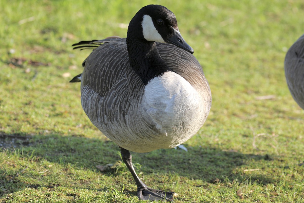 Canada Goose - ML620693066