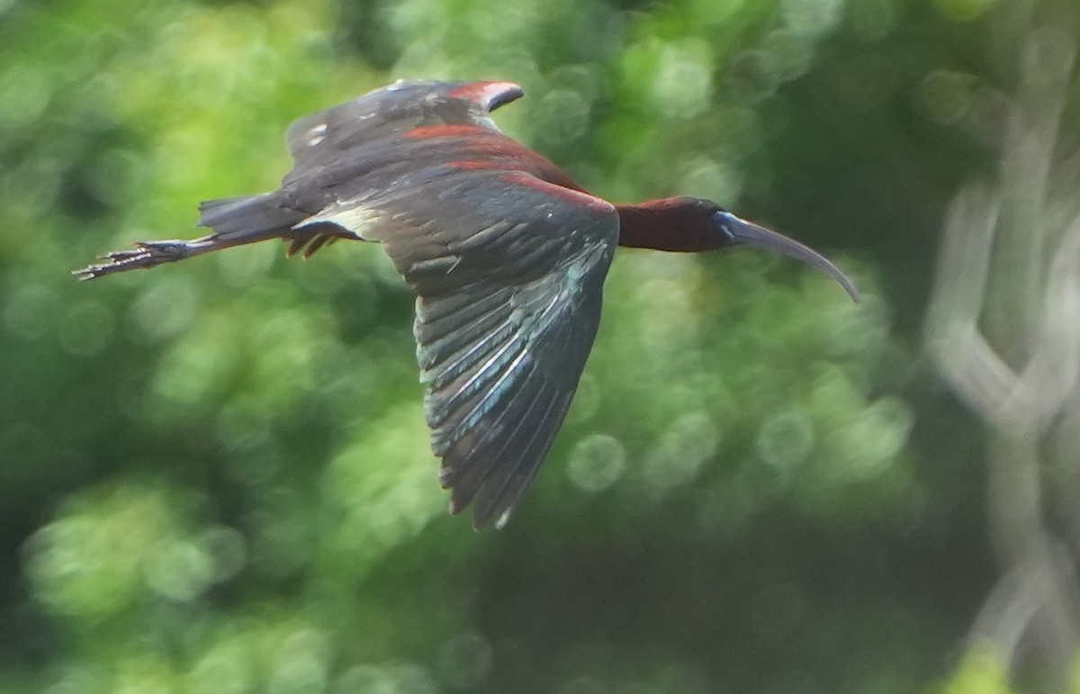 Glossy Ibis - ML620693068