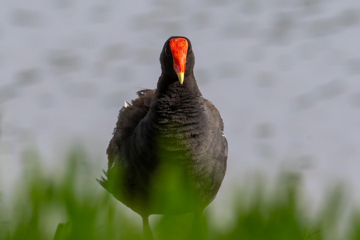 Common Gallinule - ML620693071