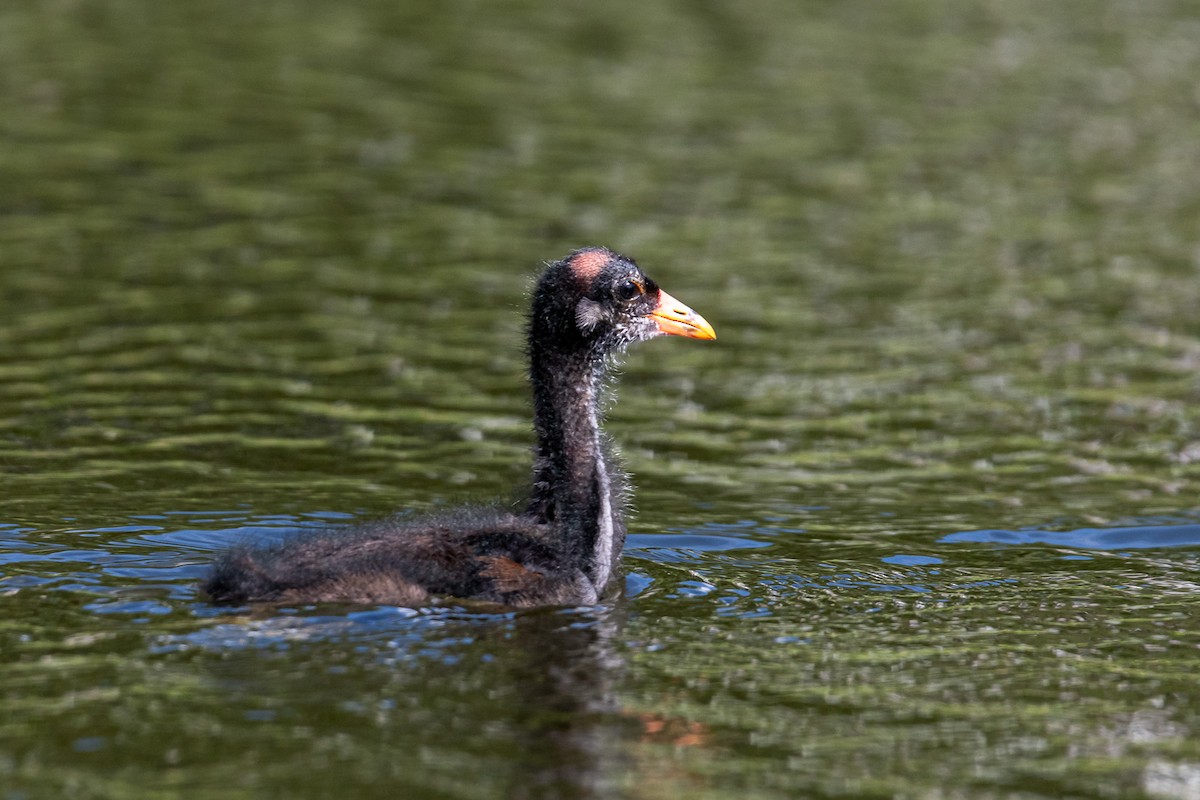 Common Gallinule - ML620693072