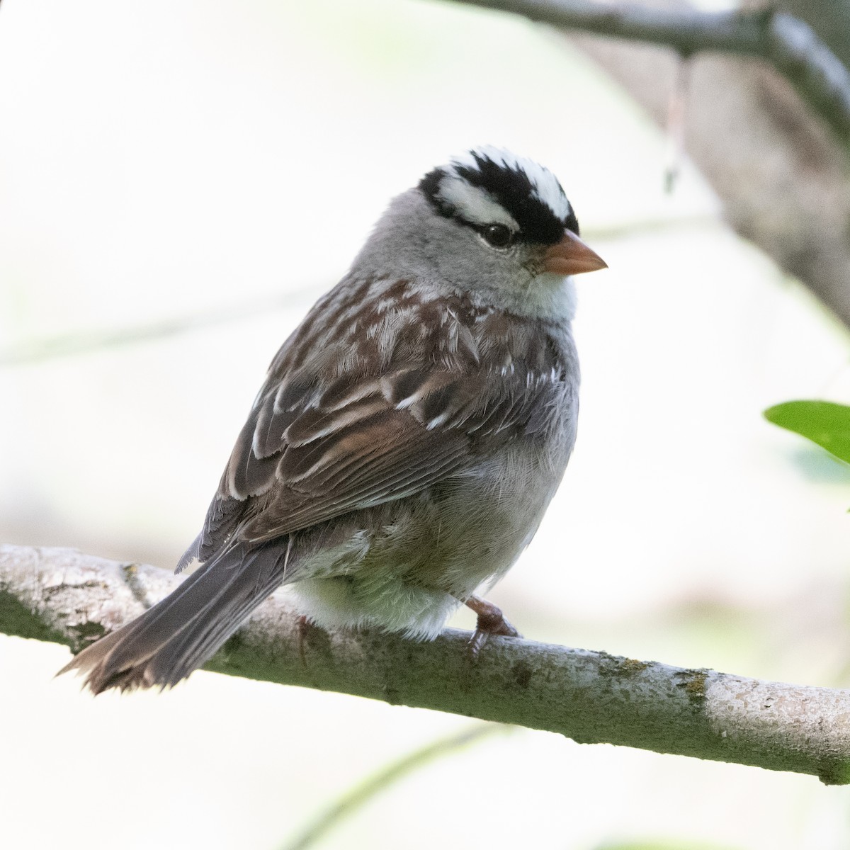 White-crowned Sparrow - ML620693076
