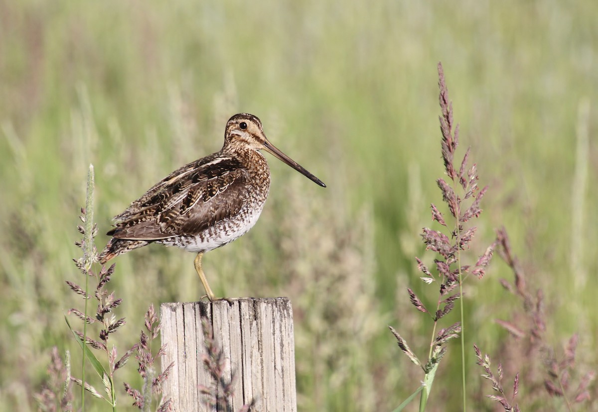 Wilson's Snipe - ML620693077