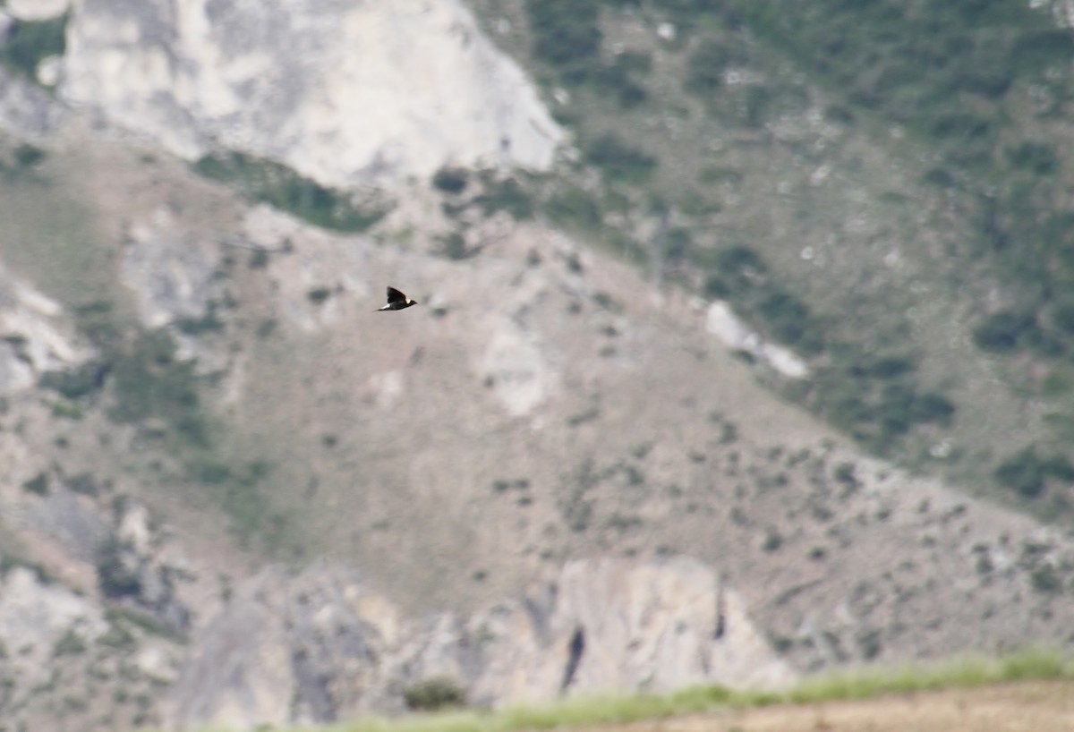 bobolink americký - ML620693089