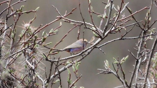 White-browed Tit-Warbler - ML620693091