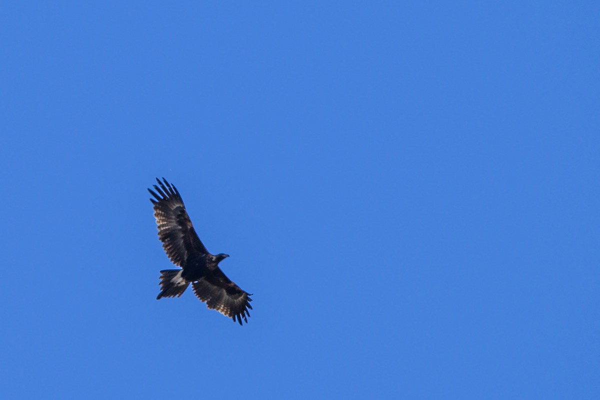 Wedge-tailed Eagle - ML620693094