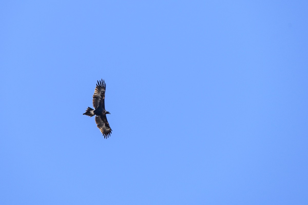 Wedge-tailed Eagle - ML620693095