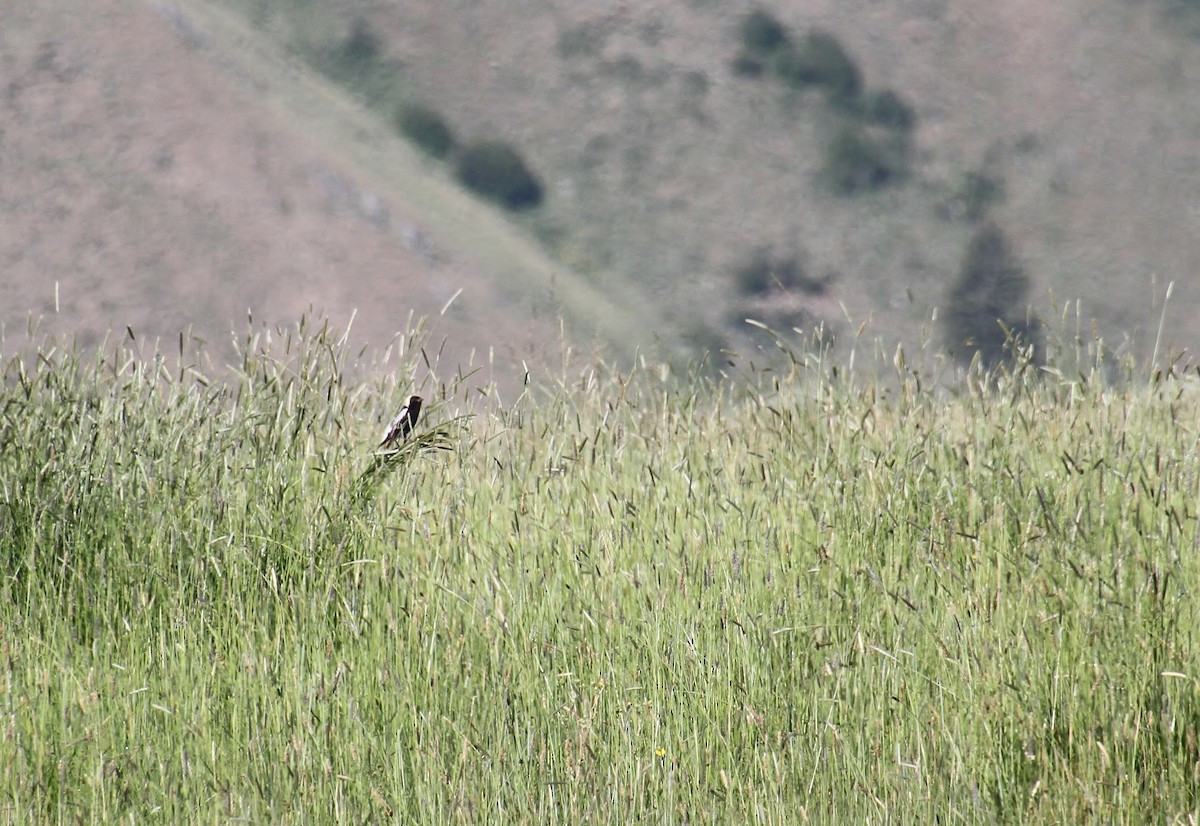 Bobolink - Jared Peck