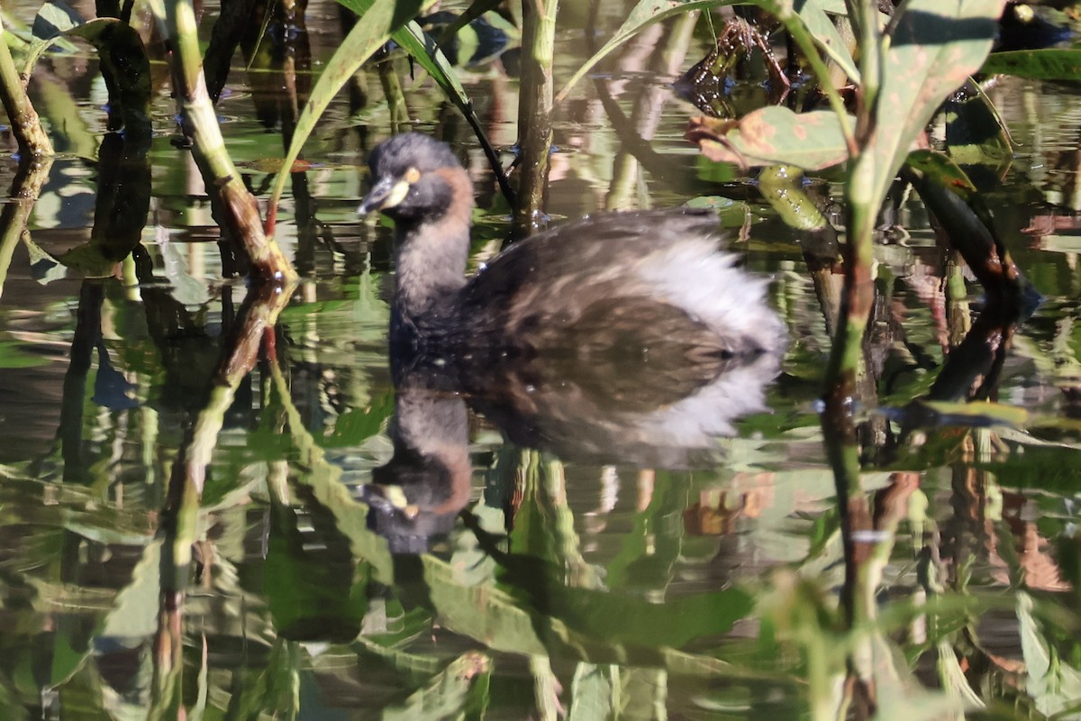 Australasian Grebe - ML620693099